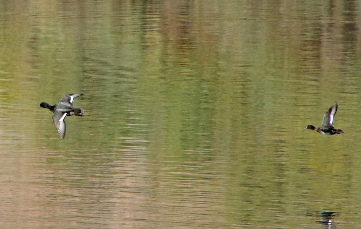 Морская чернеть - ML645560114