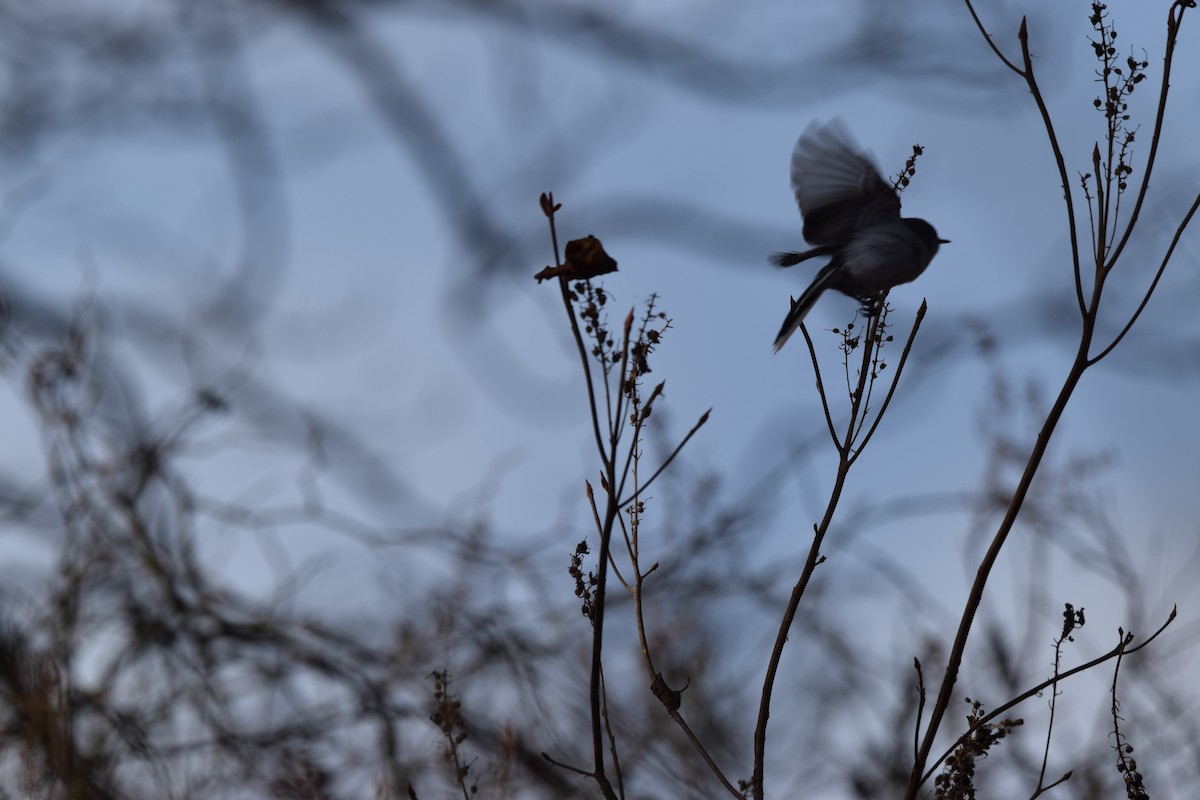 Blue-gray Gnatcatcher - ML645560124