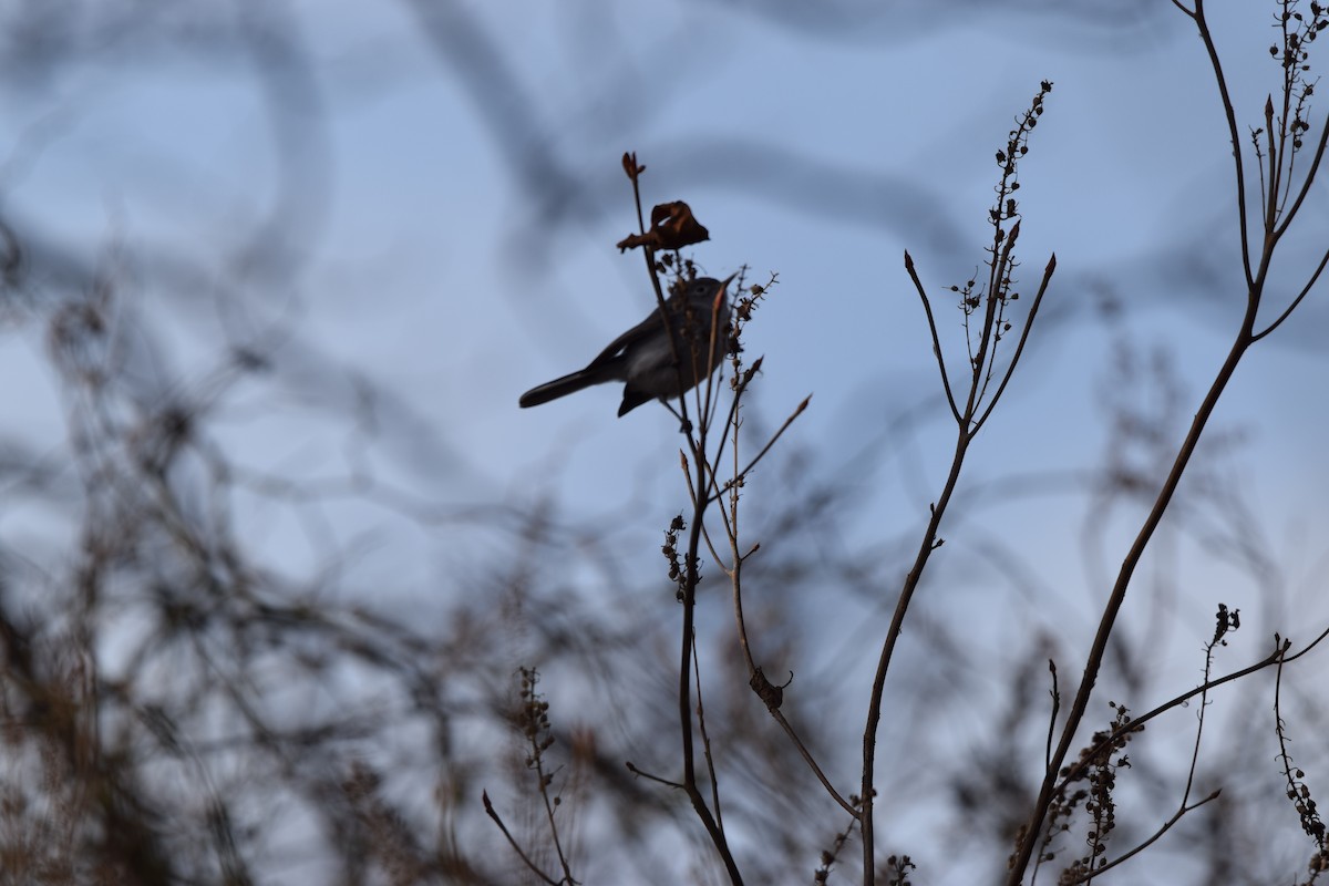 Blue-gray Gnatcatcher - ML645560125