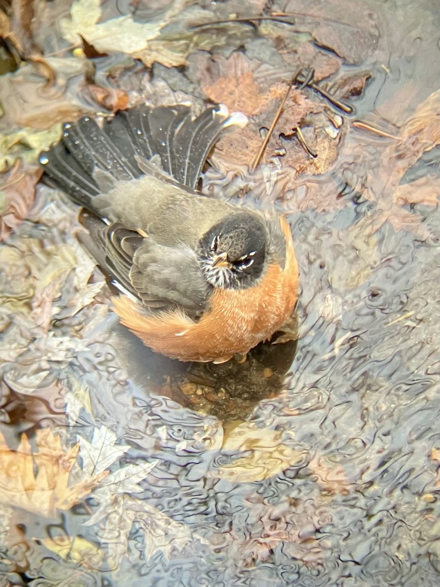 drozd stěhovavý - ML645560129