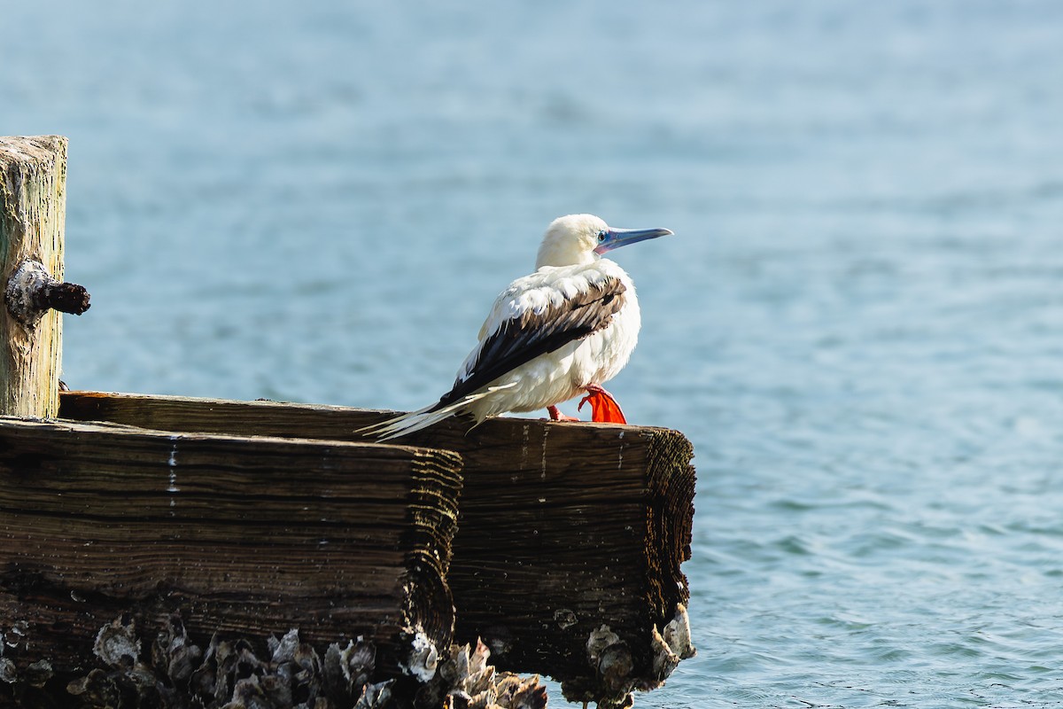 Red-footed Booby - ML645560136