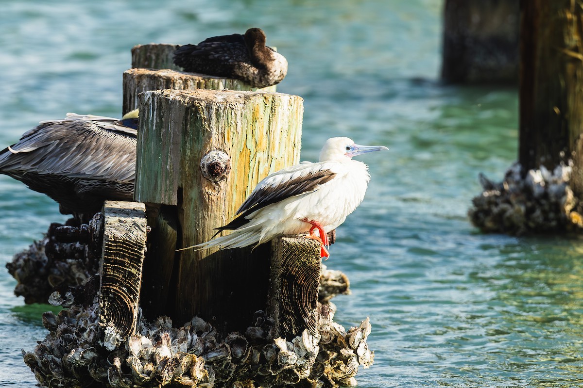 Red-footed Booby - ML645560137