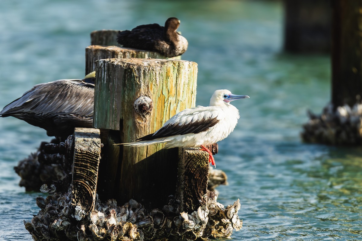 Red-footed Booby - ML645560138
