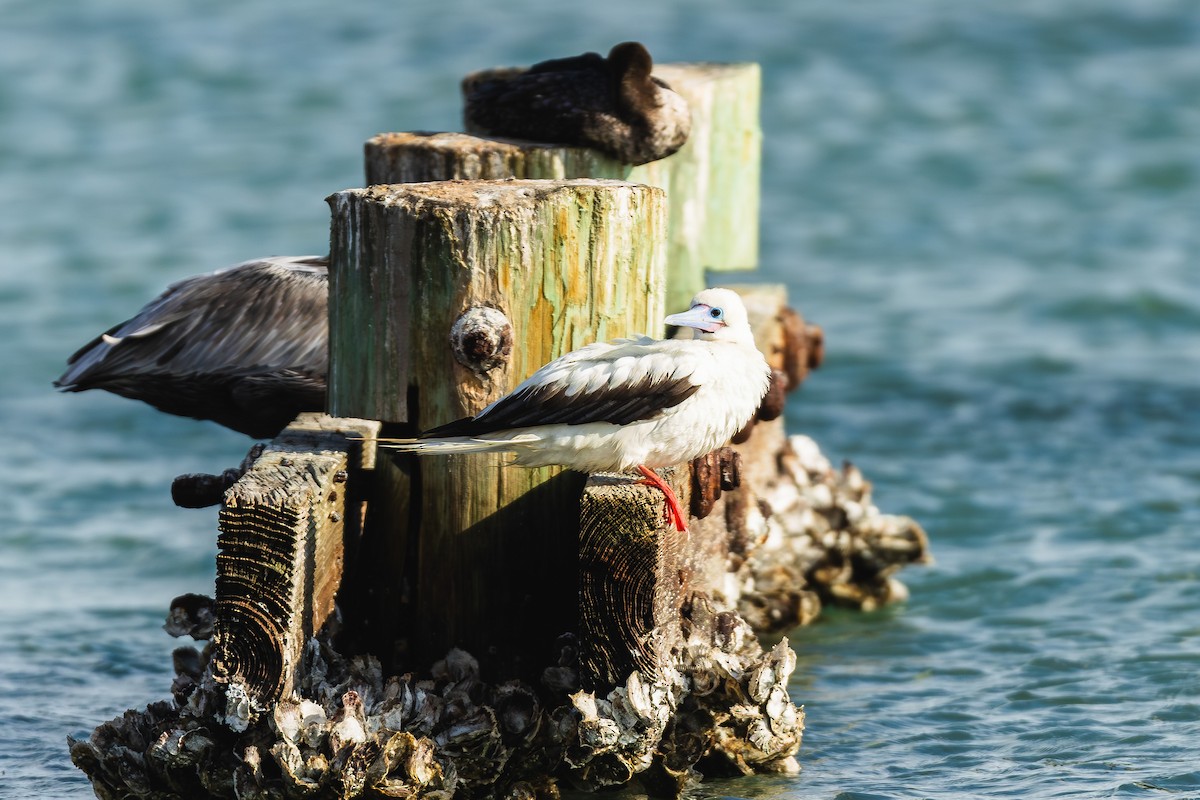 Red-footed Booby - ML645560139