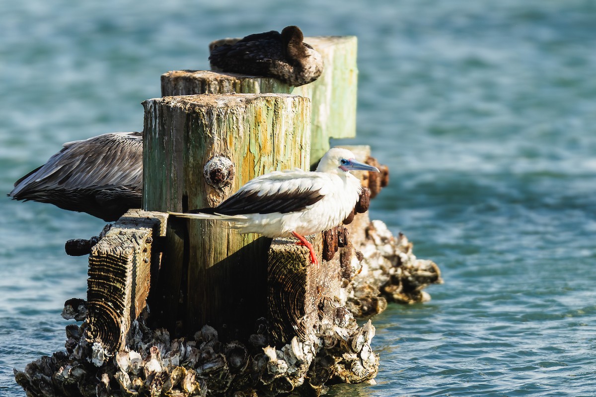 Red-footed Booby - ML645560140