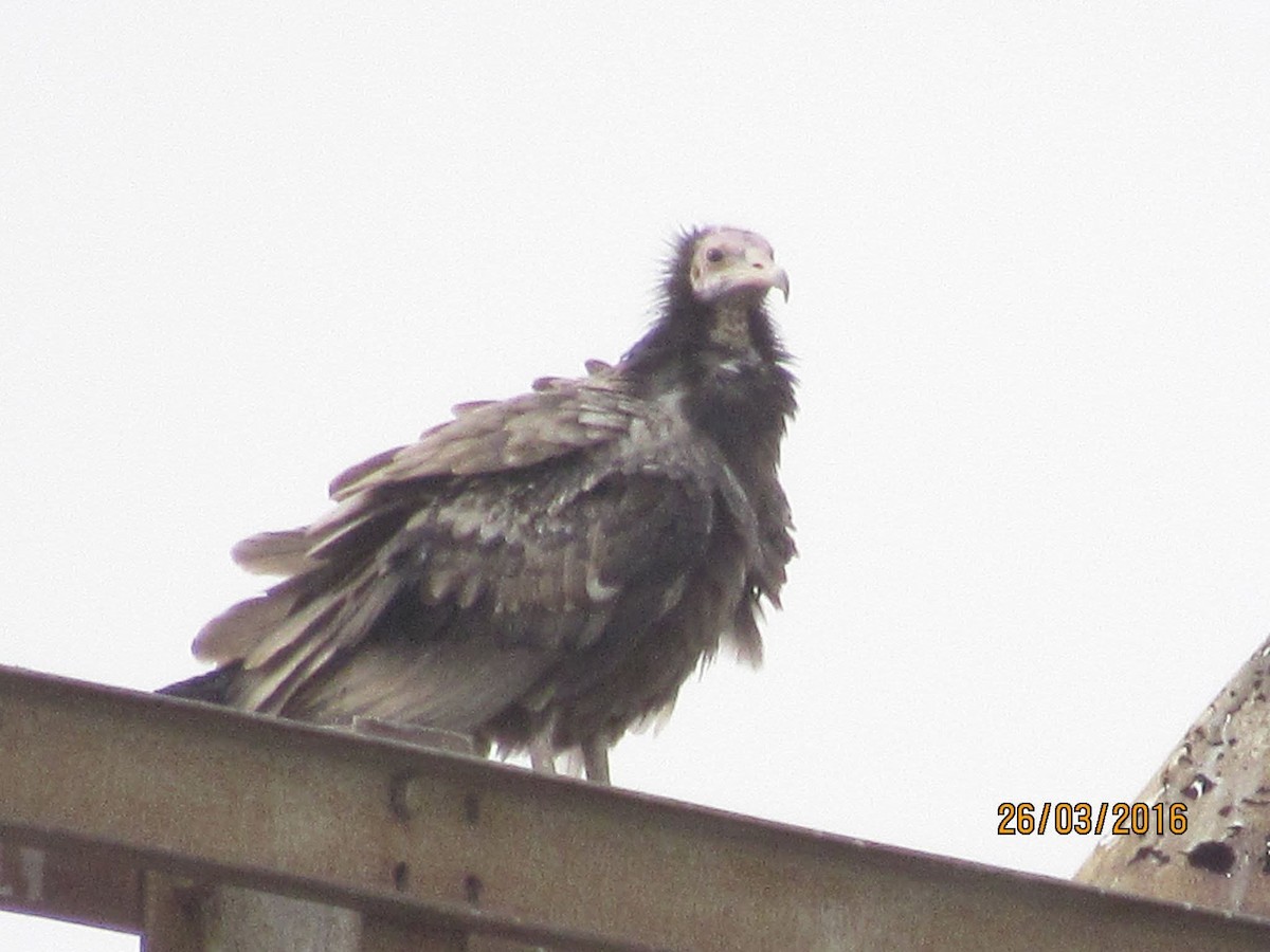 Egyptian Vulture - ML645560148