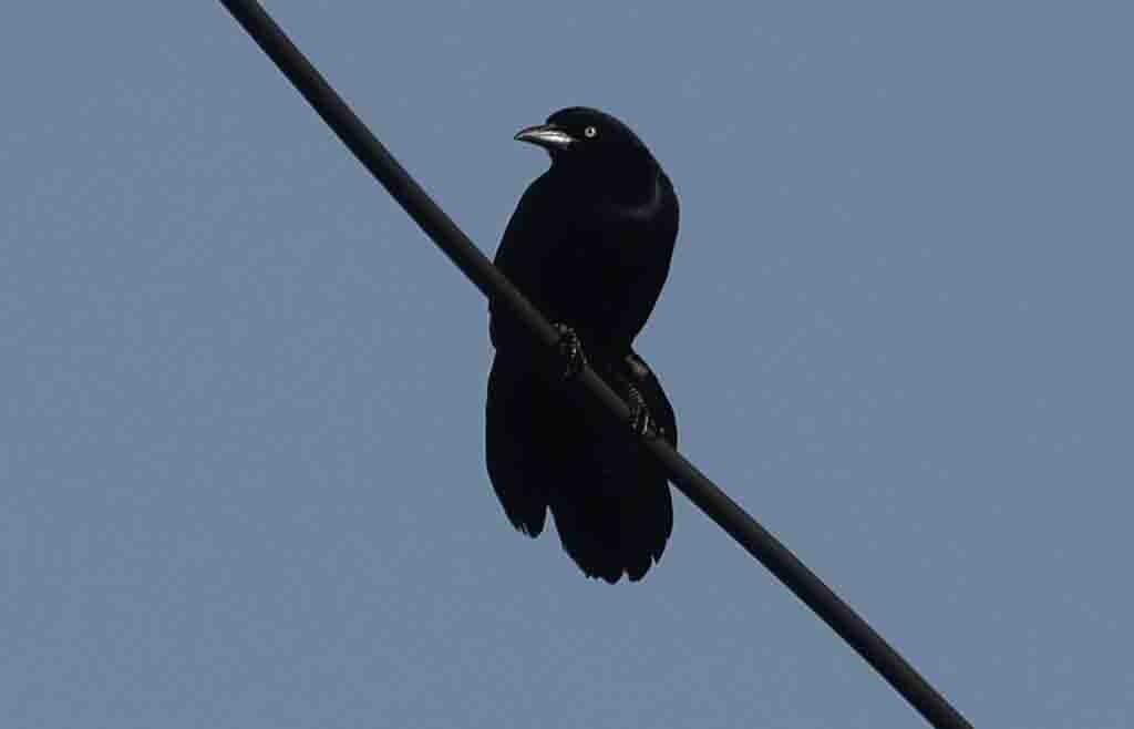 Boat-tailed Grackle (torreyi/alabamensis) - ML645560149
