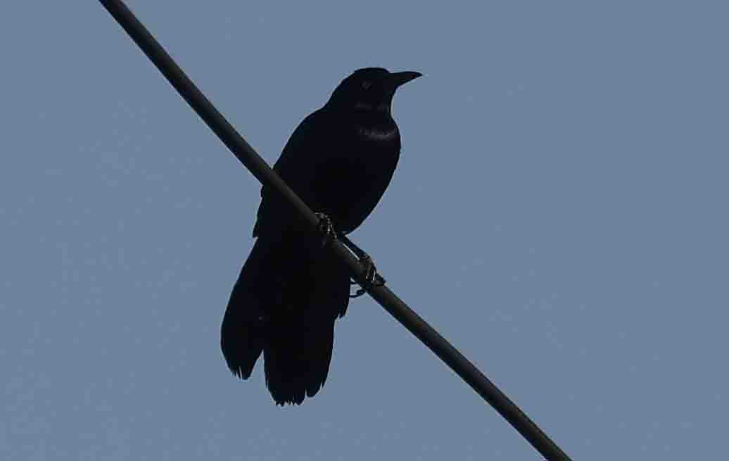 Boat-tailed Grackle (torreyi/alabamensis) - ML645560157