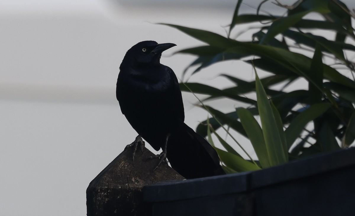 Boat-tailed Grackle (torreyi/alabamensis) - ML645560160