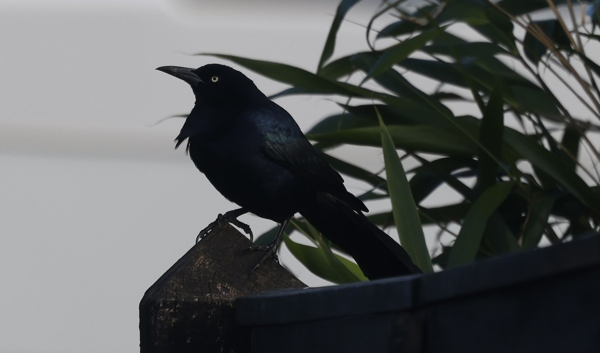 Boat-tailed Grackle (torreyi/alabamensis) - ML645560172