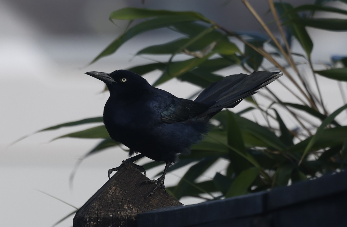 Boat-tailed Grackle (torreyi/alabamensis) - ML645560176