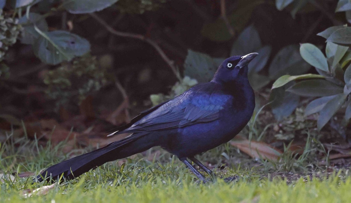 Boat-tailed Grackle (torreyi/alabamensis) - ML645560178