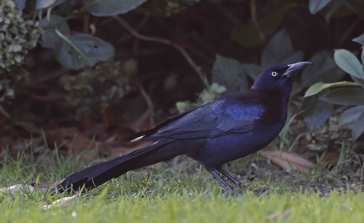 Boat-tailed Grackle (torreyi/alabamensis) - ML645560184