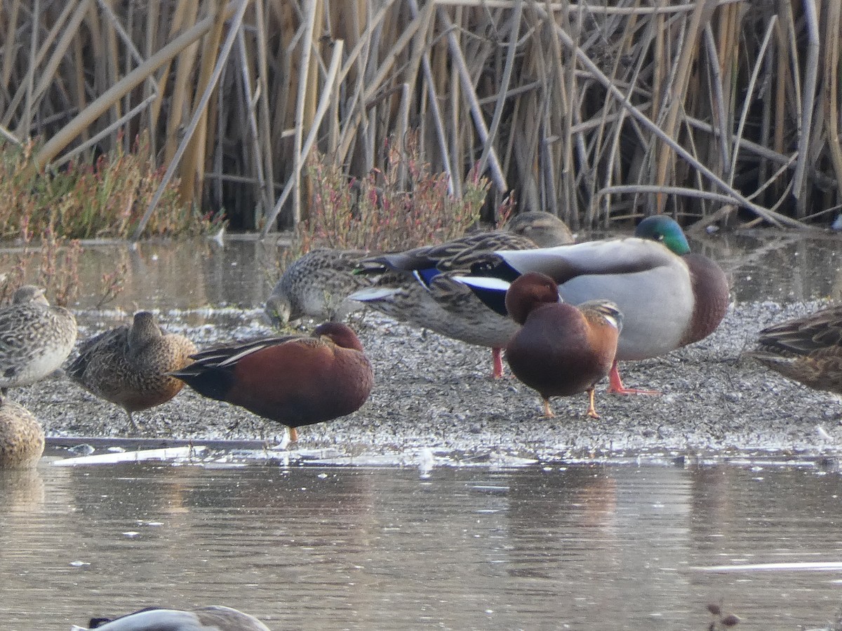 Alzavola cannella - ML645560186