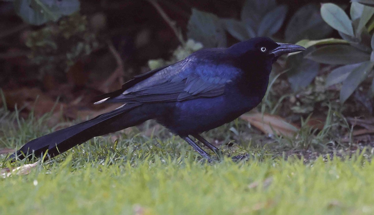 Boat-tailed Grackle (torreyi/alabamensis) - ML645560187
