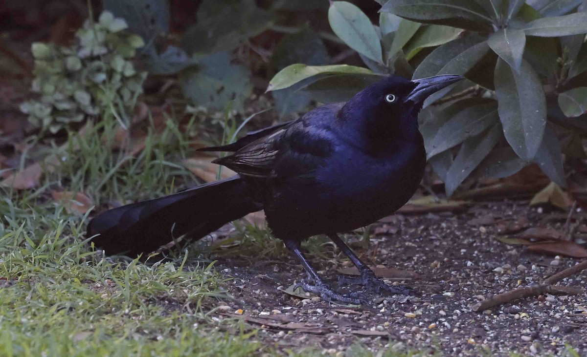 Boat-tailed Grackle (torreyi/alabamensis) - ML645560189