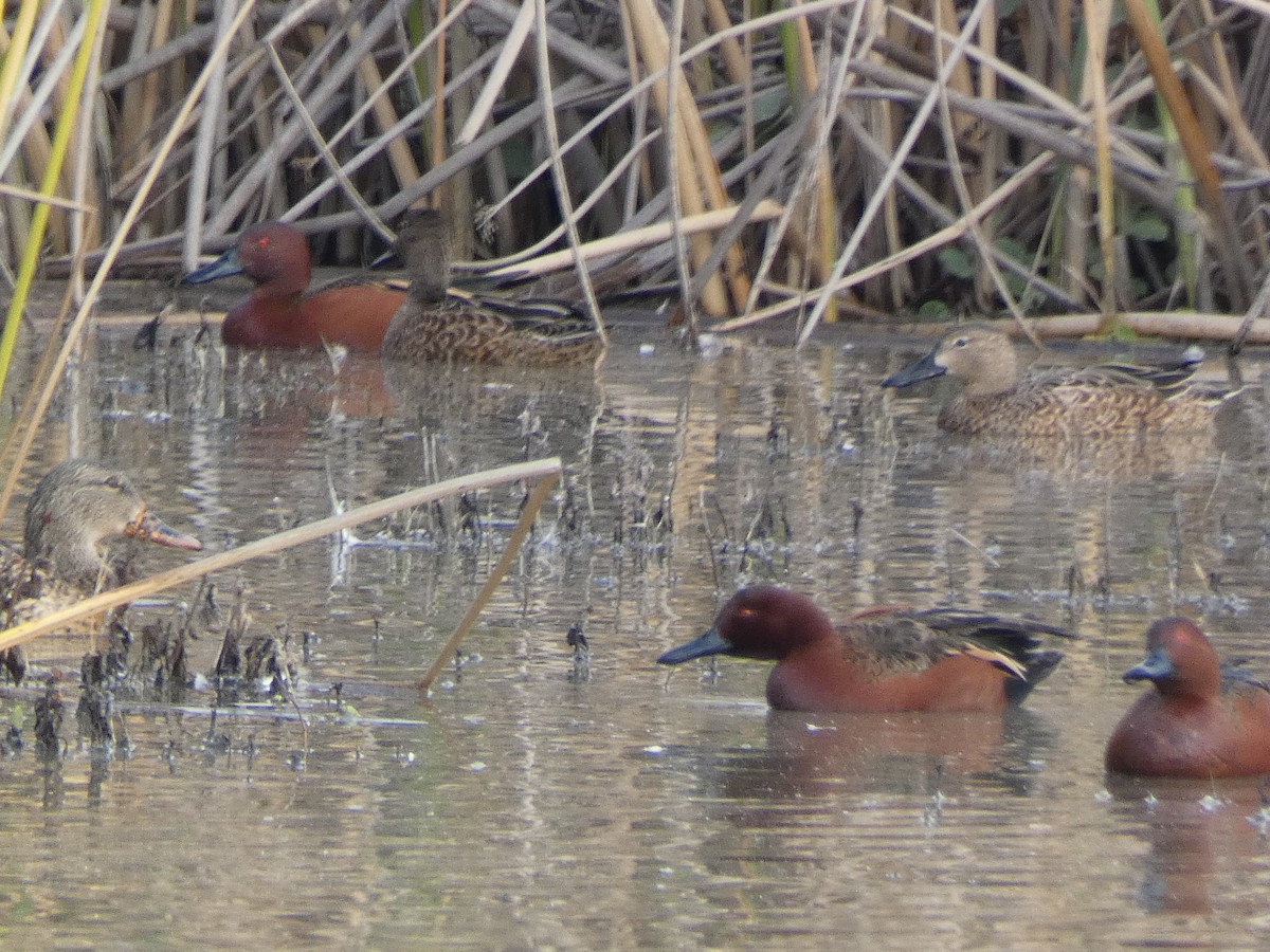 Alzavola cannella - ML645560204