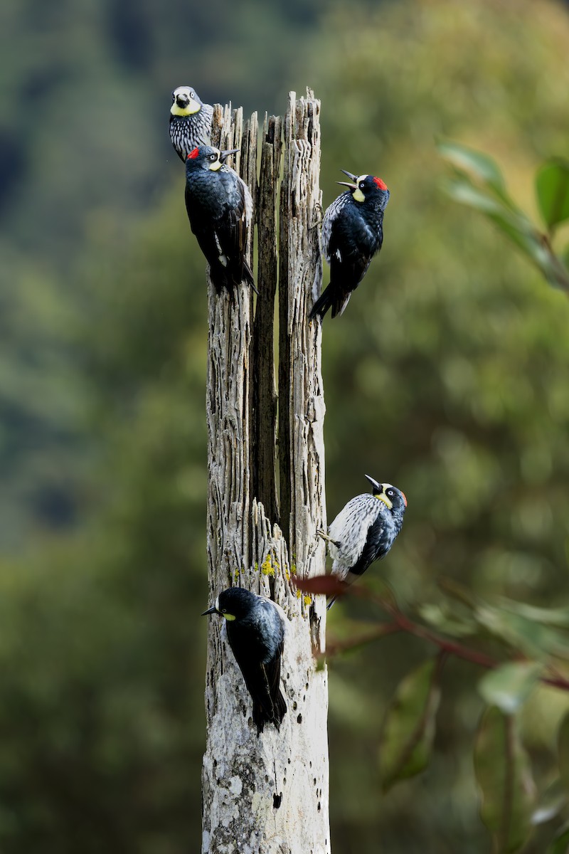 ドングリキツツキ - ML645560210