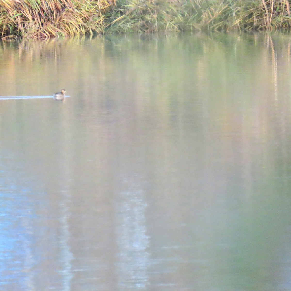 Little Grebe - ML645560227