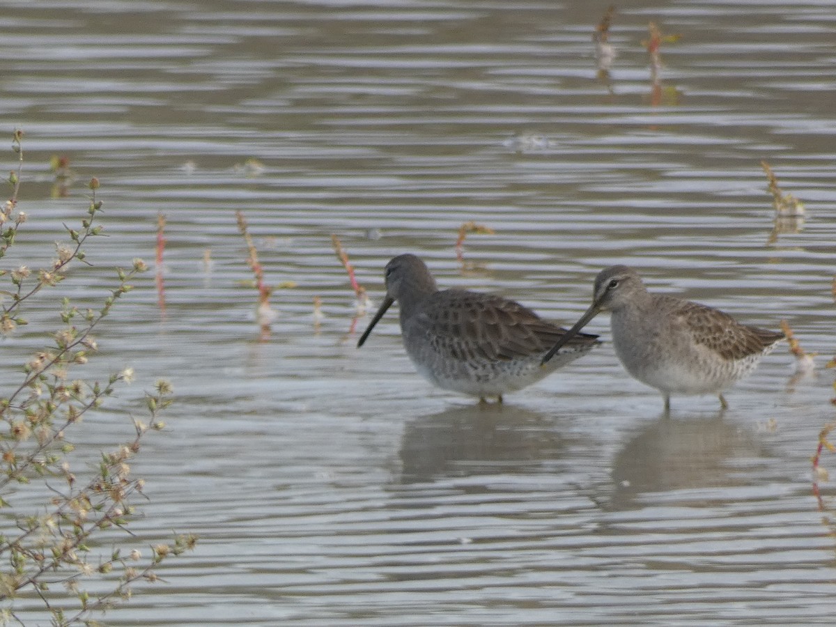 Limnodromo pettorossiccio - ML645560233