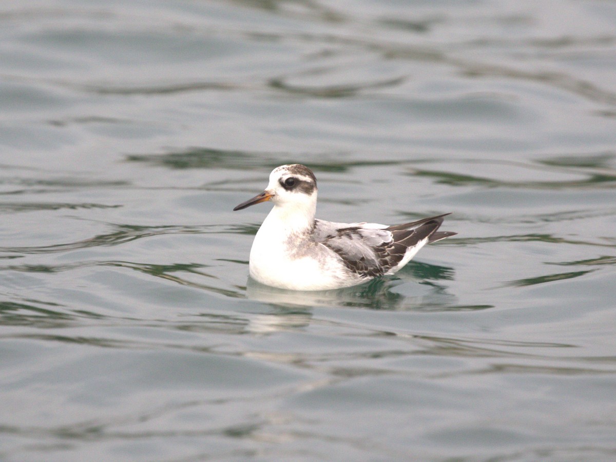 Falaropo beccolargo - ML645560235