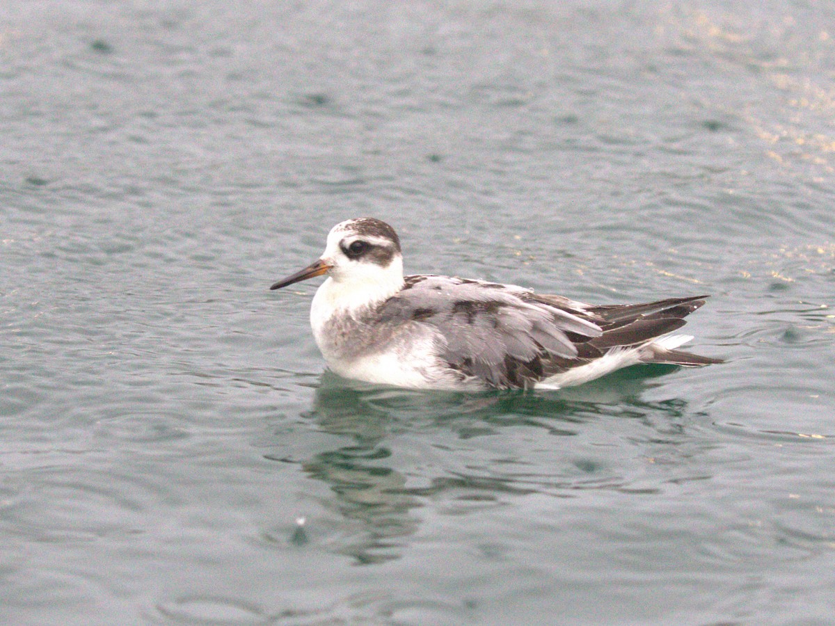 Thorshühnchen - ML645560236