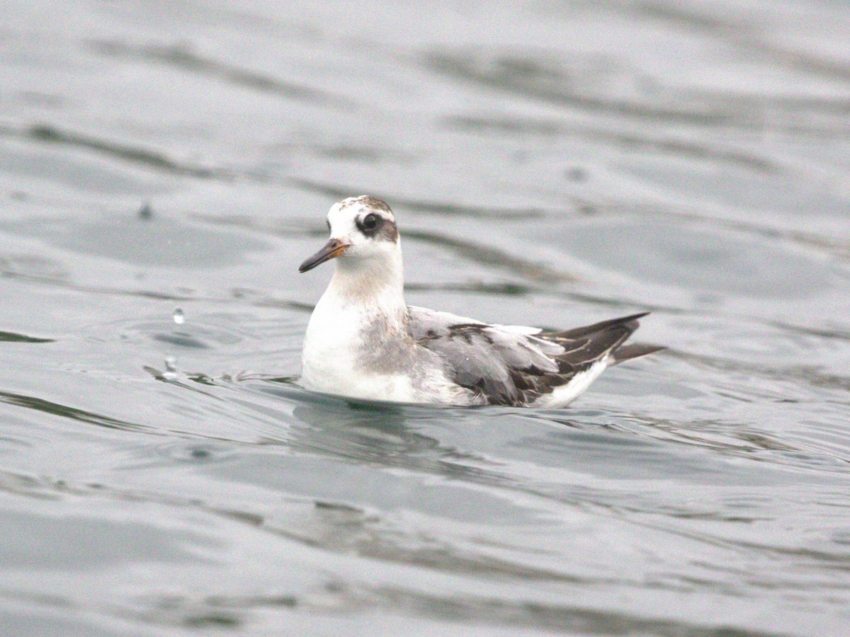 Thorshühnchen - ML645560237