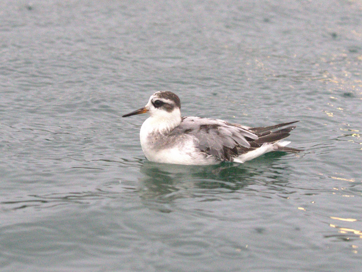 Thorshühnchen - ML645560238