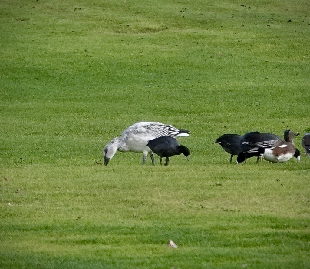 Schneegans - ML645560239