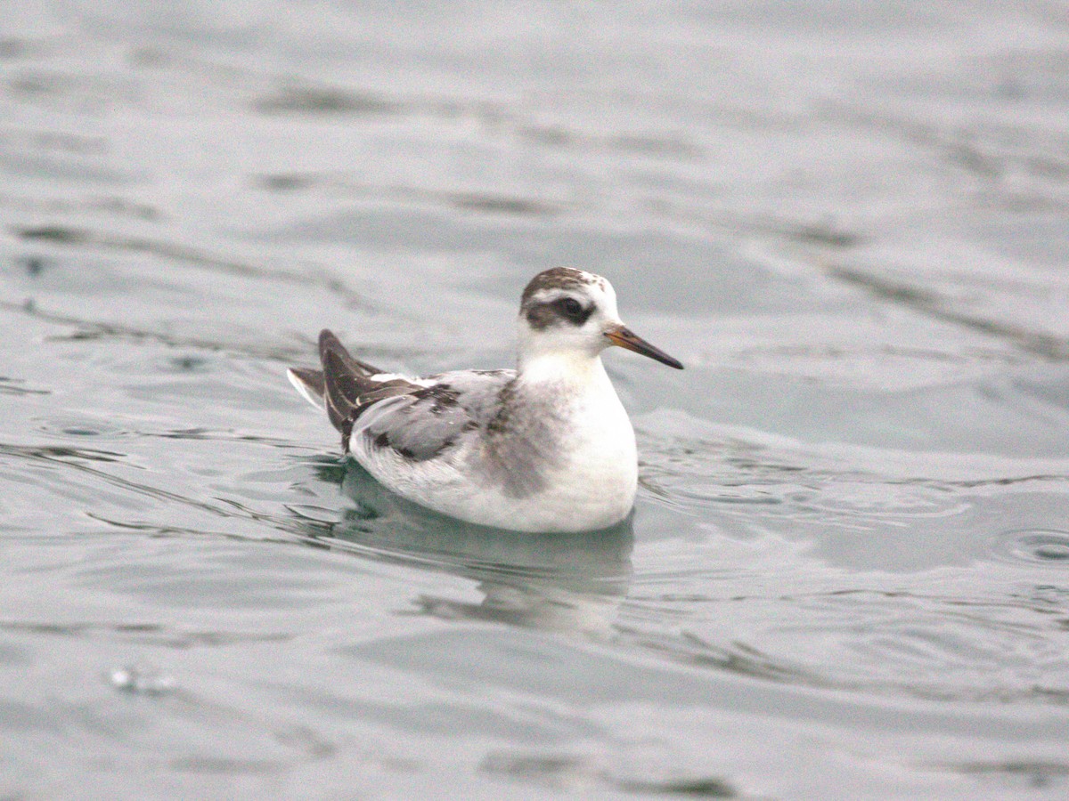 Thorshühnchen - ML645560240