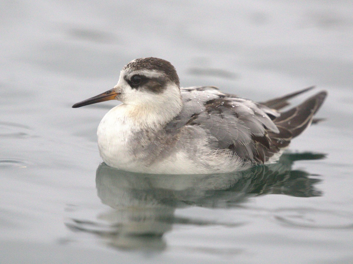 Thorshühnchen - ML645560241