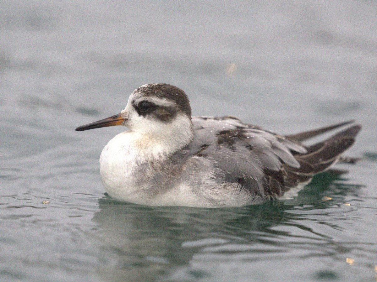 Thorshühnchen - ML645560242