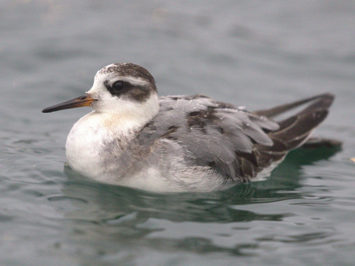 Thorshühnchen - ML645560243