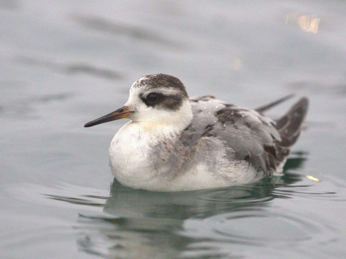 Thorshühnchen - ML645560244