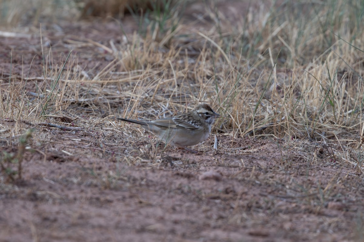 Rainammer - ML645560245