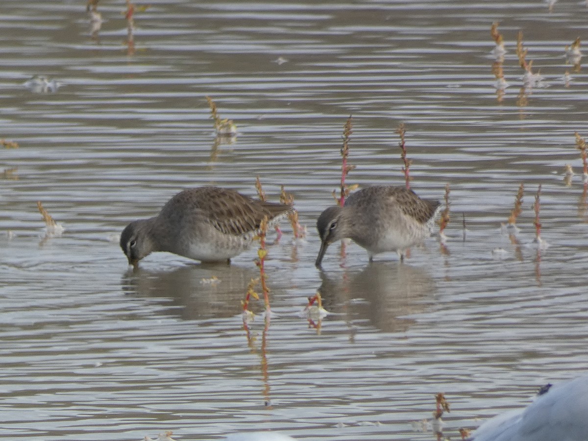 Tundraschlammläufer - ML645560249