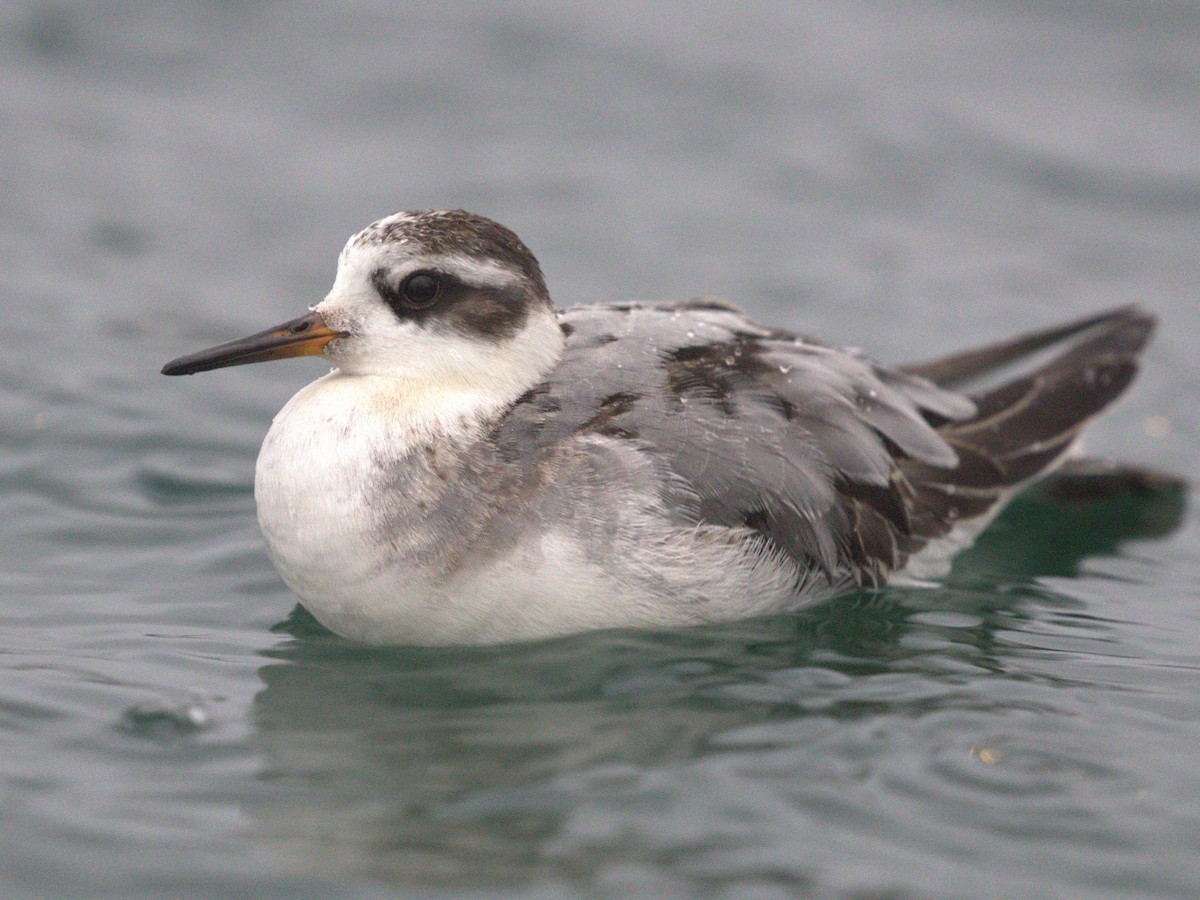 Thorshühnchen - ML645560251