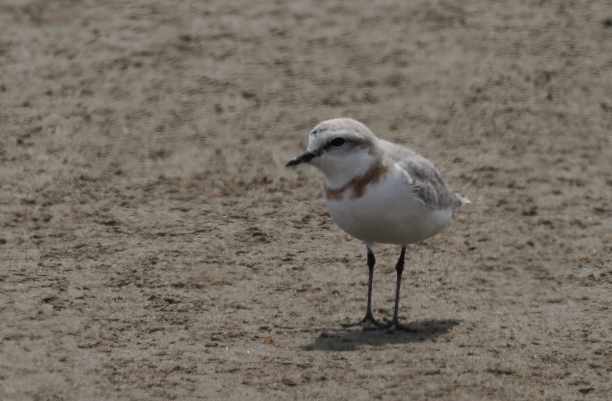 Rotband-Regenpfeifer - ML645560253