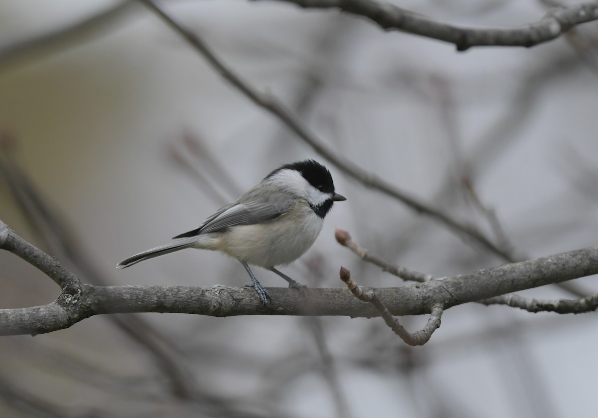 Carolinameise - ML645560254