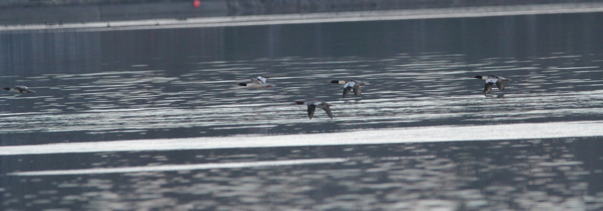 Gänsesäger - ML645560255