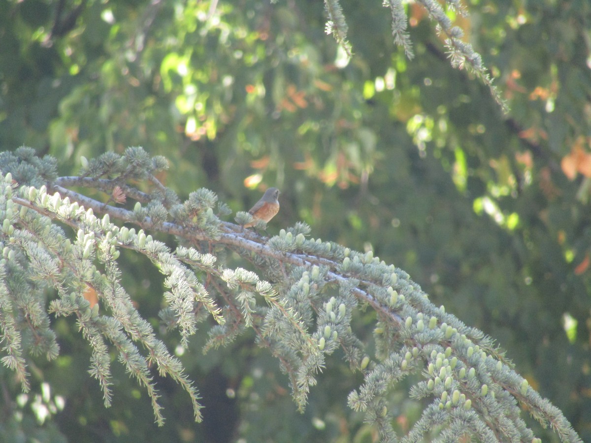 Gartenrotschwanz - ML645560256