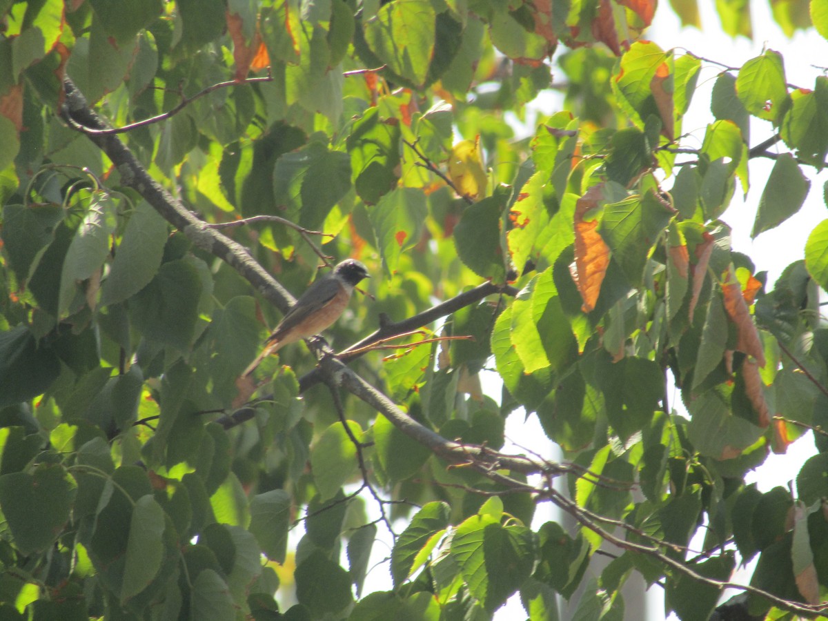 Gartenrotschwanz - ML645560260