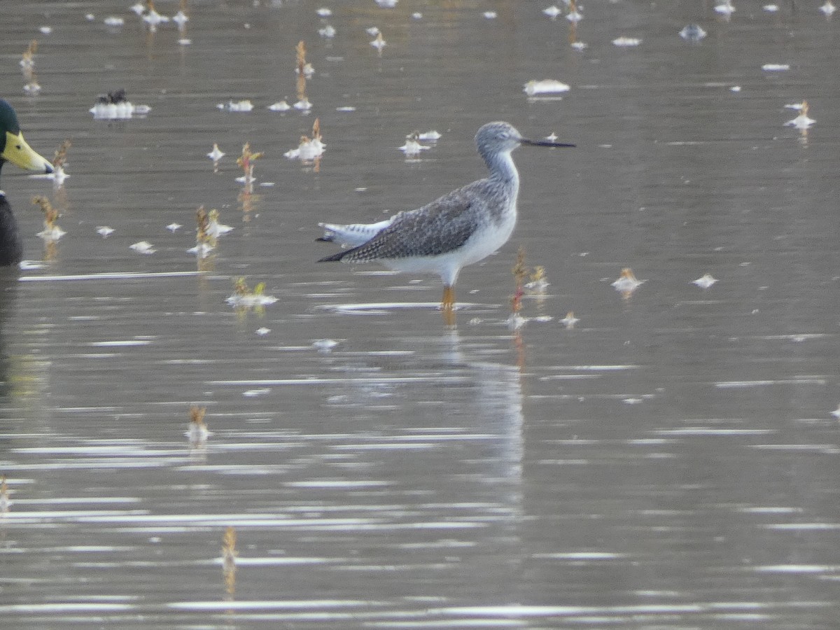 Tüpfelgelbschenkel - ML645560261