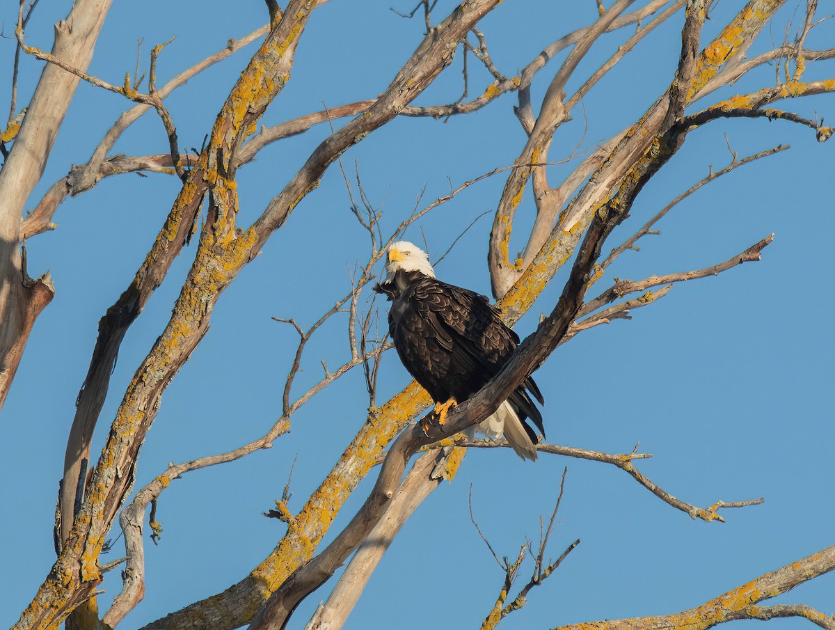 Weißkopf-Seeadler - ML645560265