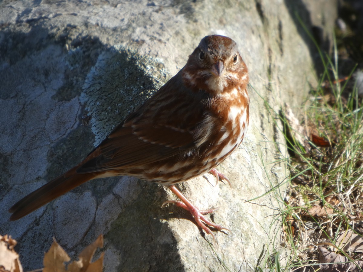 Fuchsammer (iliaca/zaboria) - ML645560266