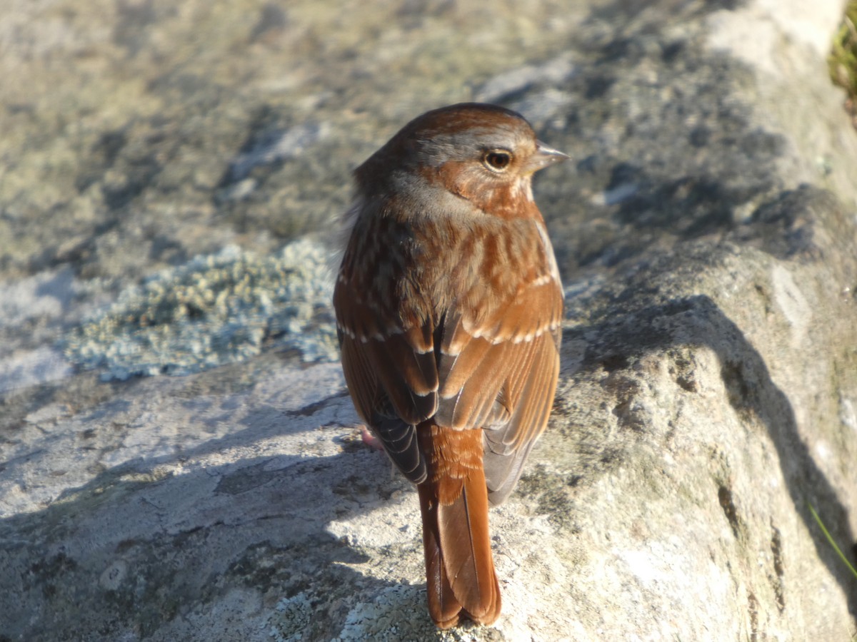 Fuchsammer (iliaca/zaboria) - ML645560269