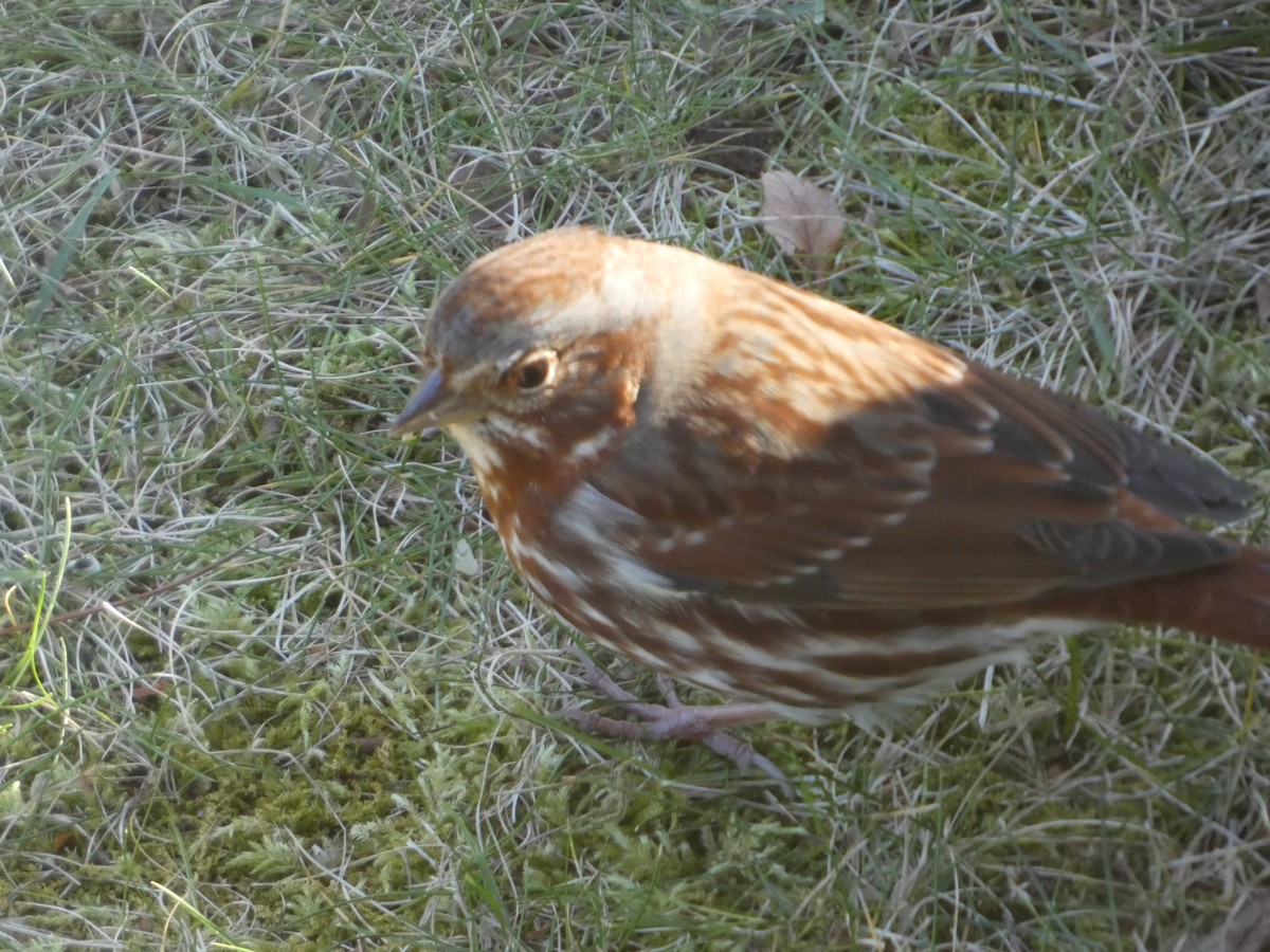 Fuchsammer (iliaca/zaboria) - ML645560270