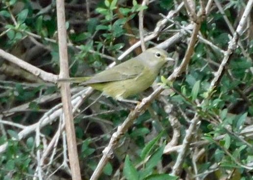 Orangefleck-Waldsänger - ML645560271