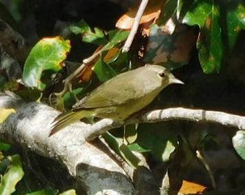 Orangefleck-Waldsänger - ML645560272