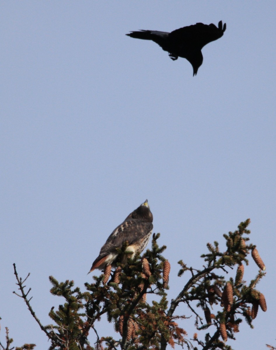 Rotschwanzbussard - ML645560274